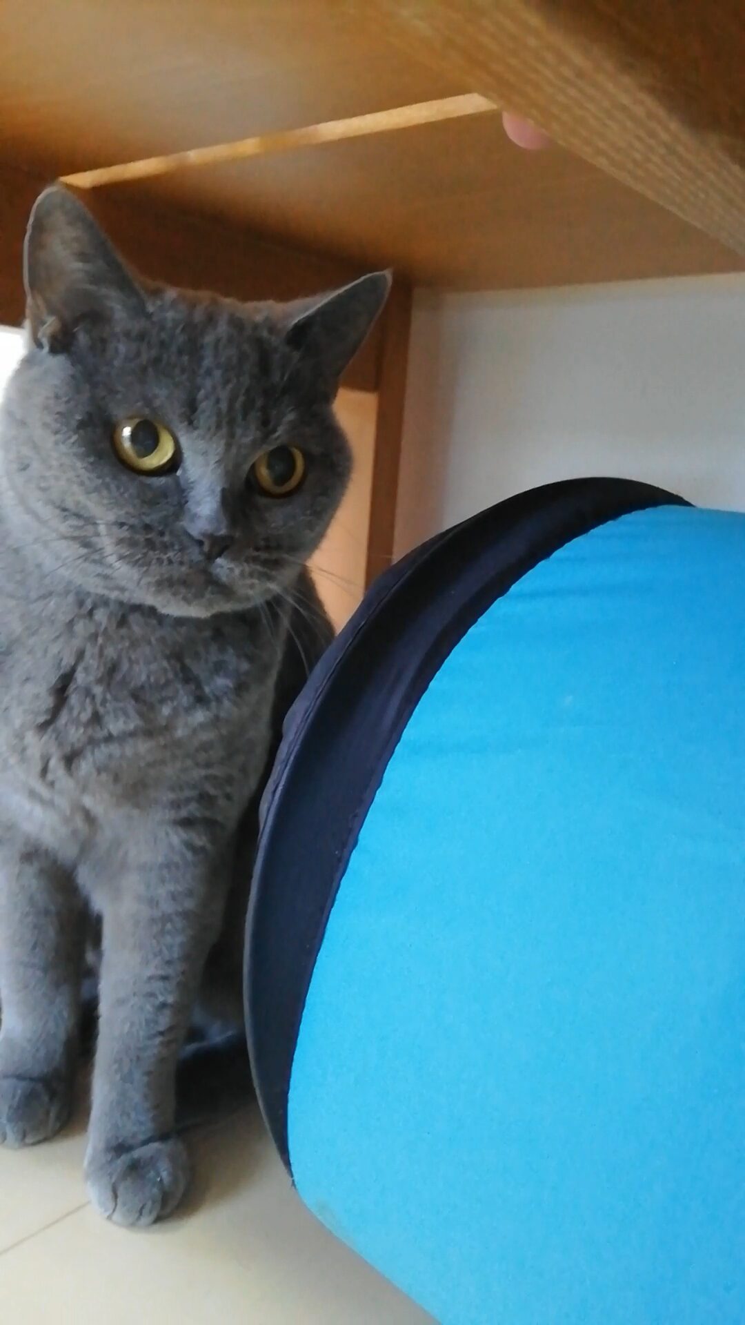 本日のMadam Dorothy “A casual photo of Madam Dorothy on Dec. 08, 2025. What’s on the Hell is This?”