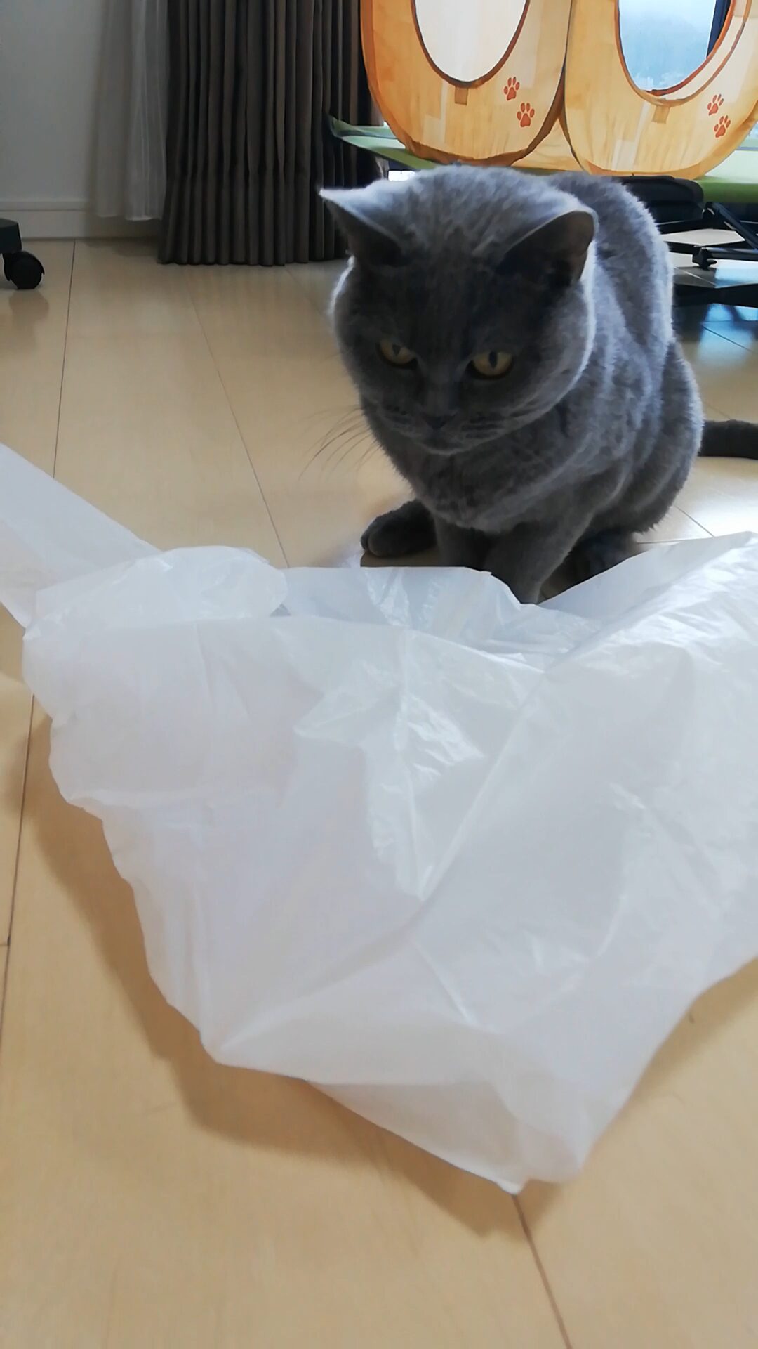 本日のMadam Dorothy “A casual photo of Madam Dorothy on Dec. 29, 2025. Oh! Hunting Practice Is Over?!”