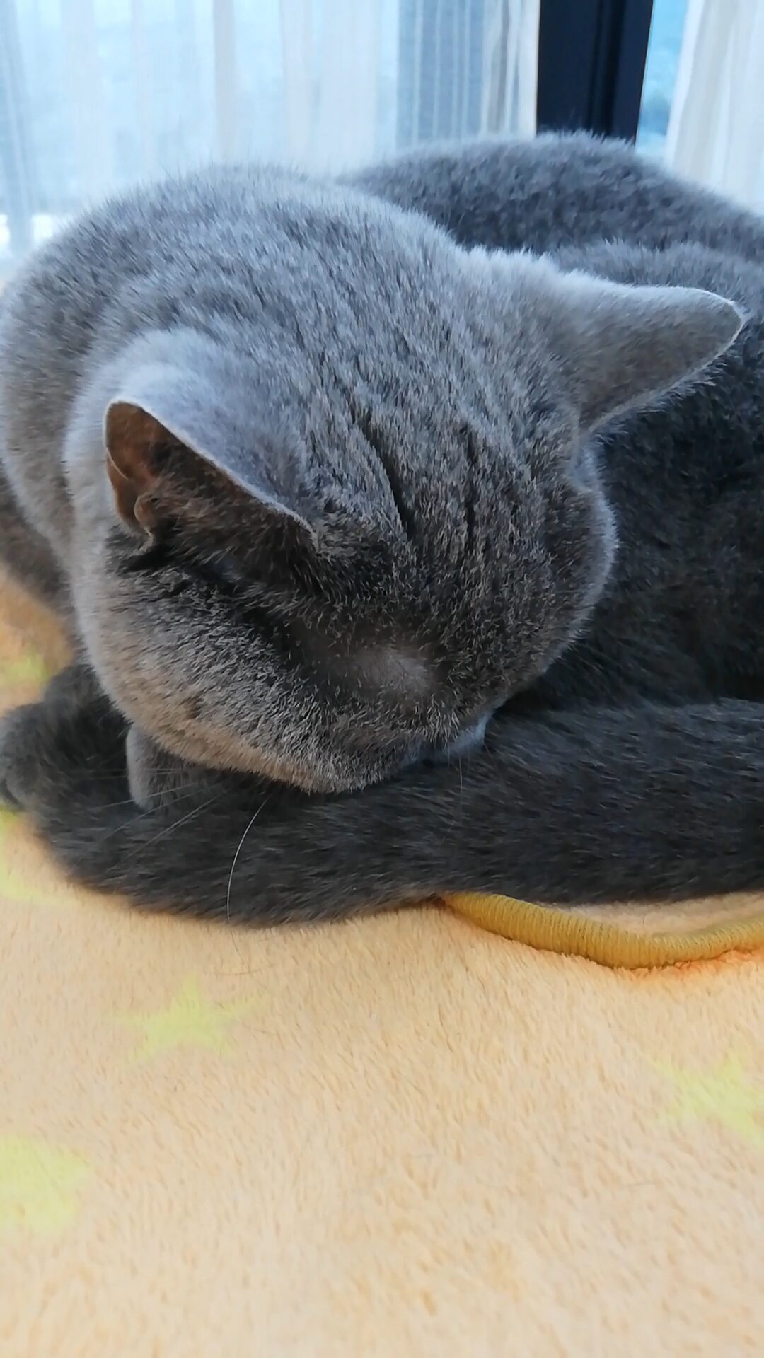 本日のMadam Dorothy “A casual photo of Madam Dorothy on Dec. 27, 2025. Sorry for Disturbing Your Nap”