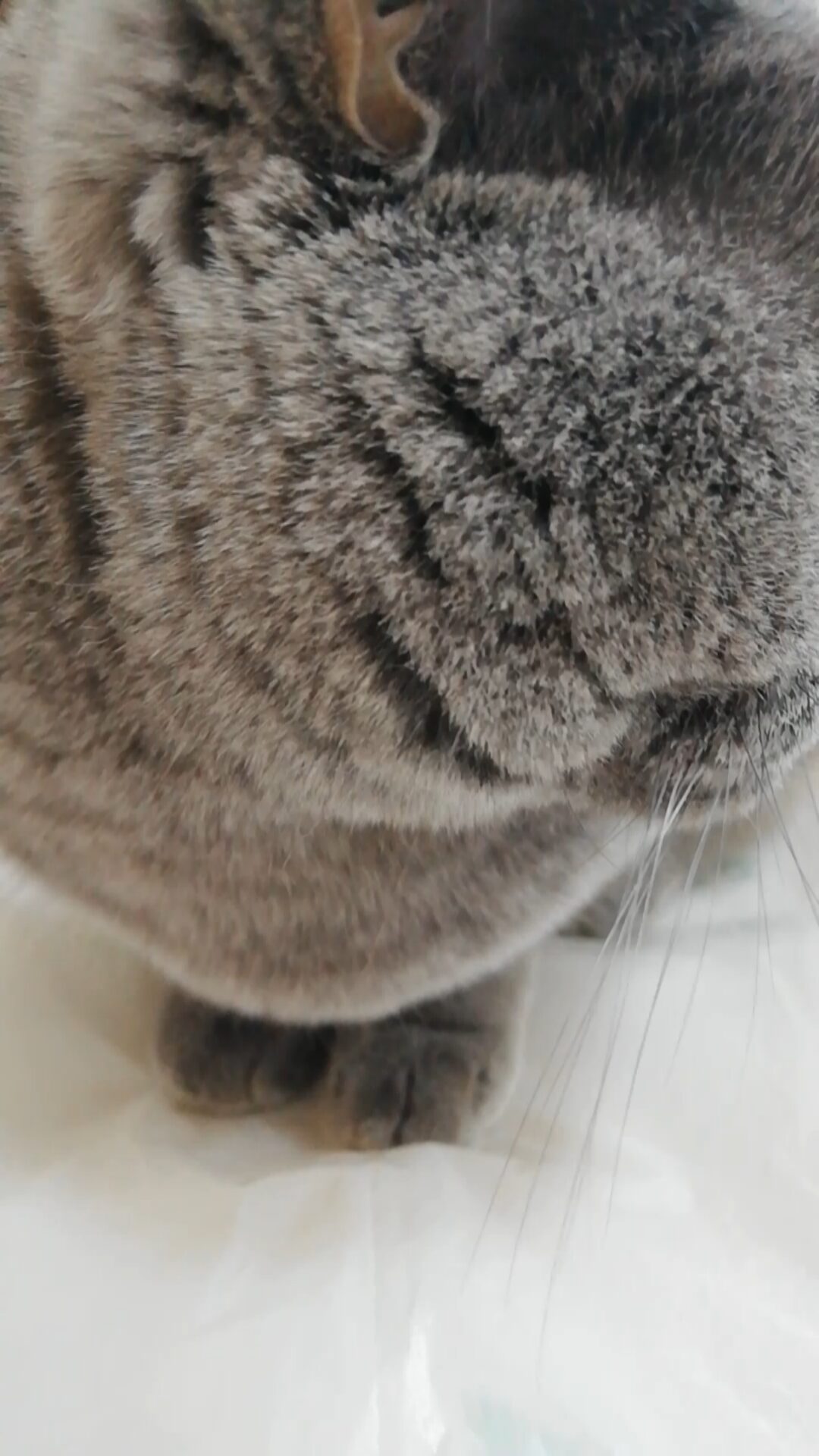 本日のMadam Dorothy “A casual photo of Madam Dorothy on Dec. 17, 2025. A Cat Trap”