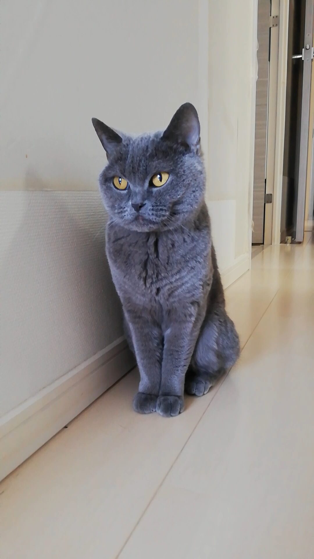 本日のMadam Dorothy “A casual photo of Madam Dorothy on Dec. 01, 2025. Meditation on the Hallway”
