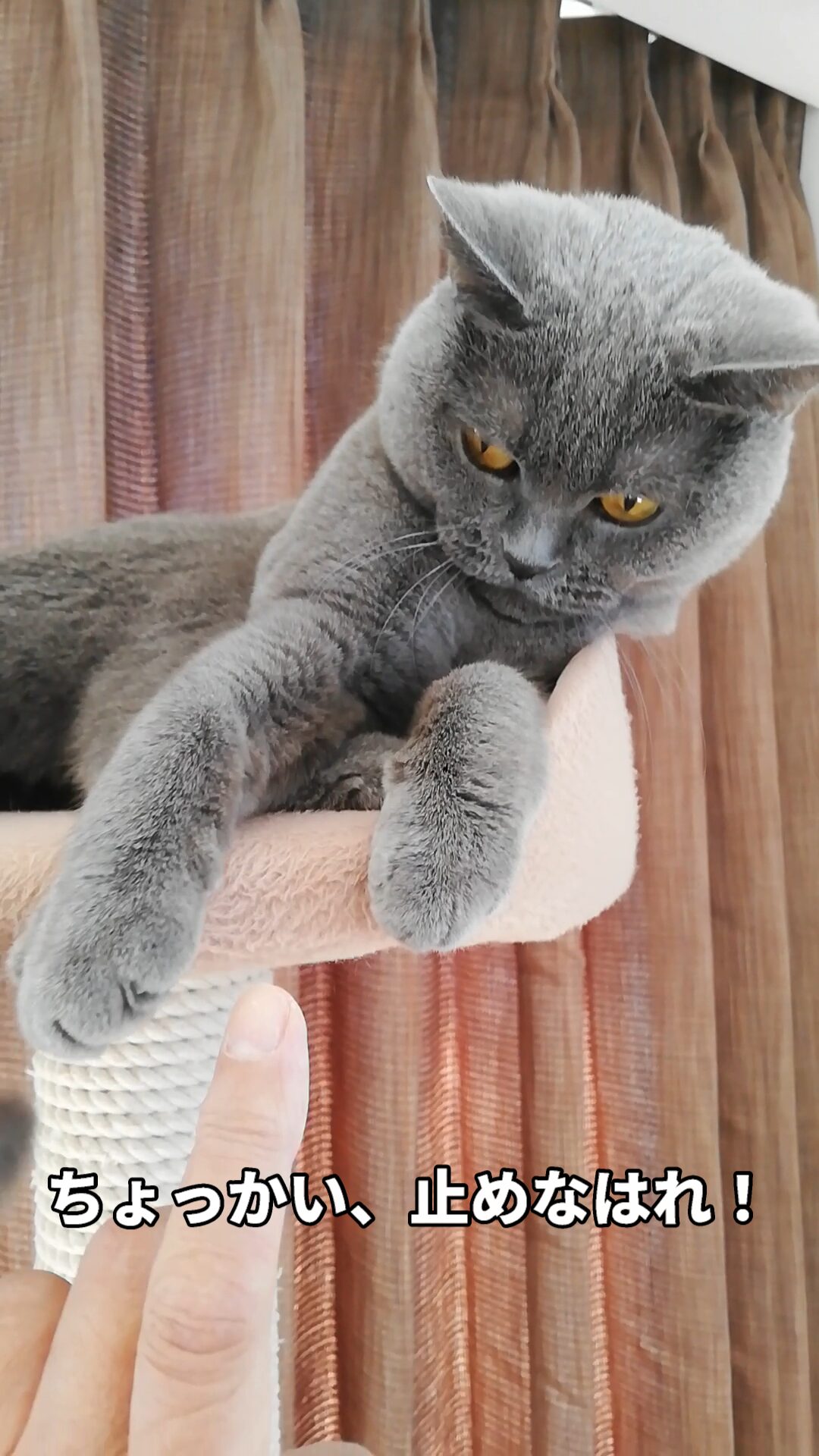 本日のMadam Dorothy “A casual photo of Madam Dorothy on Dec. 09, 2025. Hei, Don’t Tease Me!”