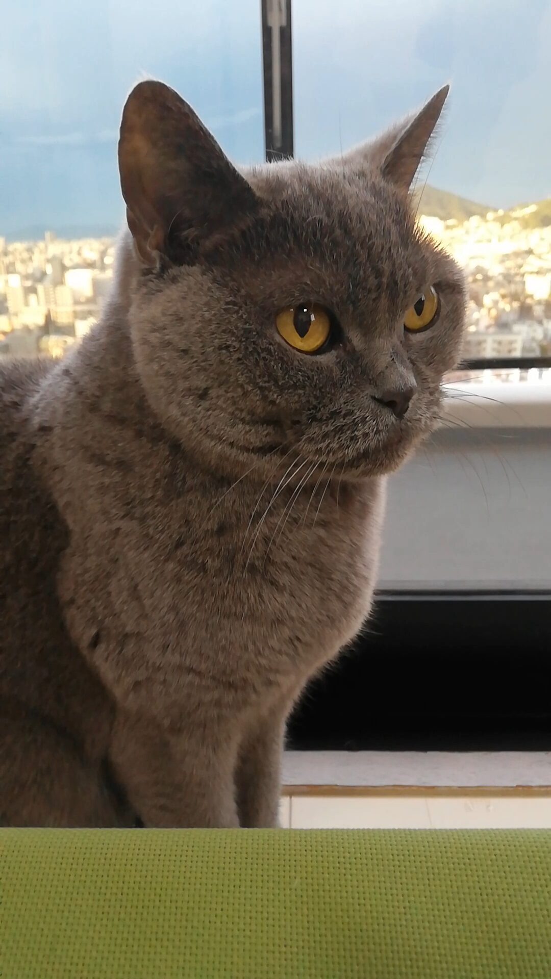 本日のMadam Dorothy “A casual photo of Madam Dorothy on Dec. 15, 2025. A Cat Sitting by a Window”