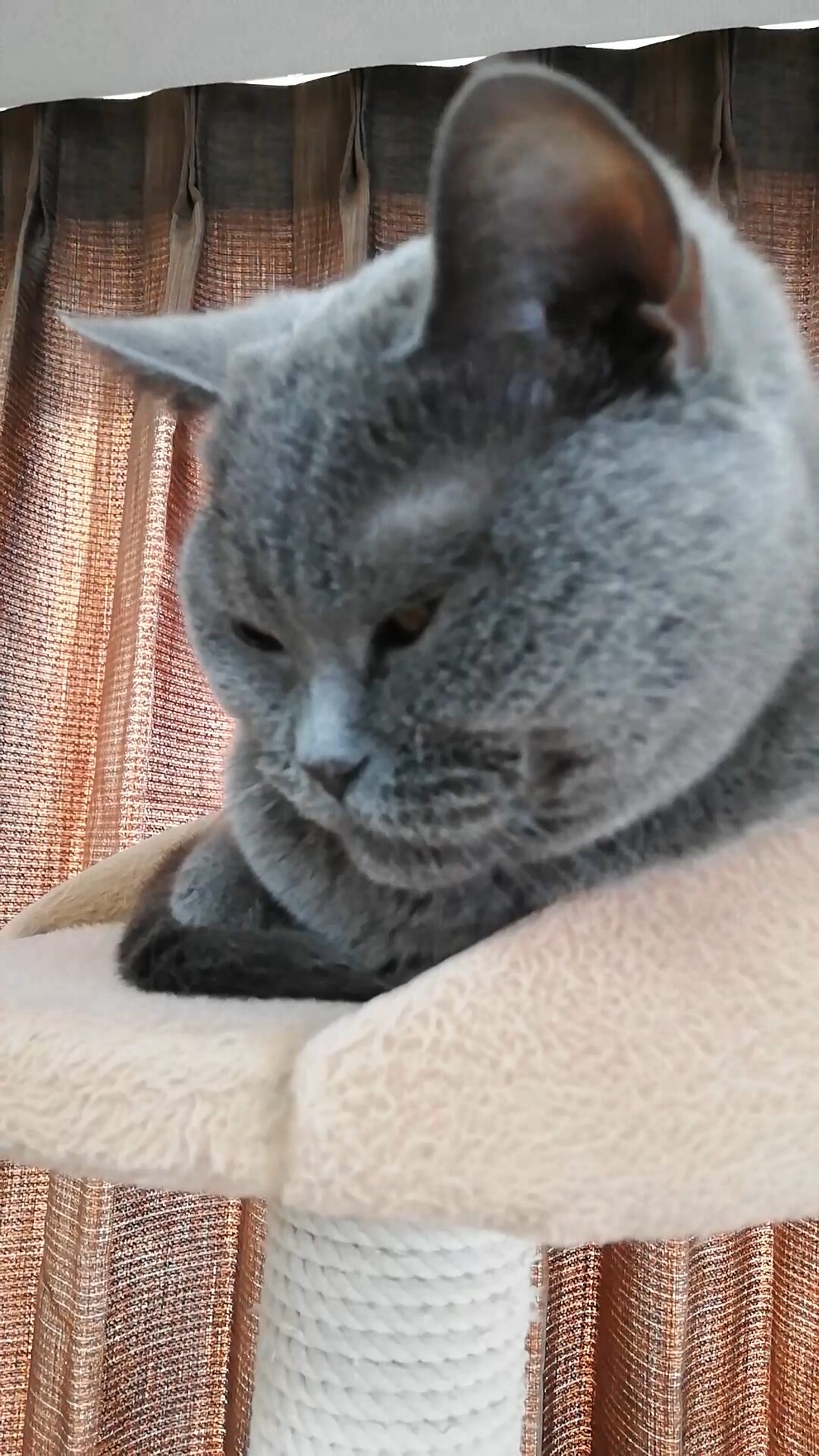 本日のMadam Dorothy “A casual photo of Madam Dorothy on Dec. 03, 2025. On the Top of the Cat Tower”