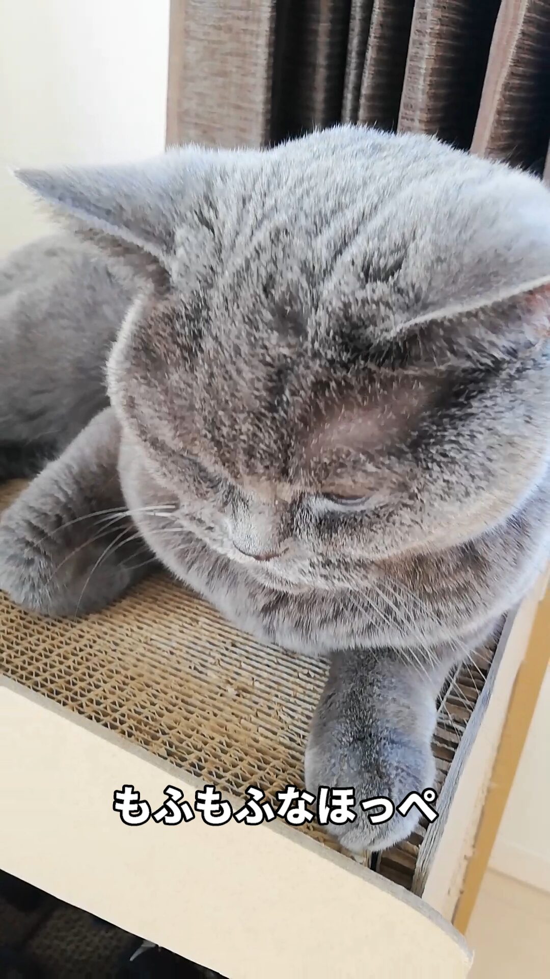 本日のMadam Dorothy “A casual photo of Madam Dorothy on Dec. 23, 2025. Peaceful Roof on The Cardboard Condo”