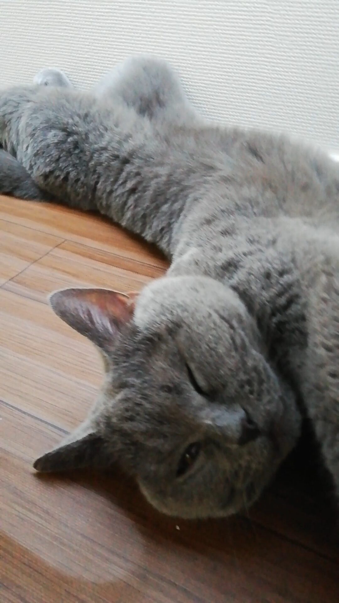 本日のMadam Dorothy “A casual photo of Madam Dorothy on Dec. 21, 2025. Madam Dorothy’s Full Stretch”