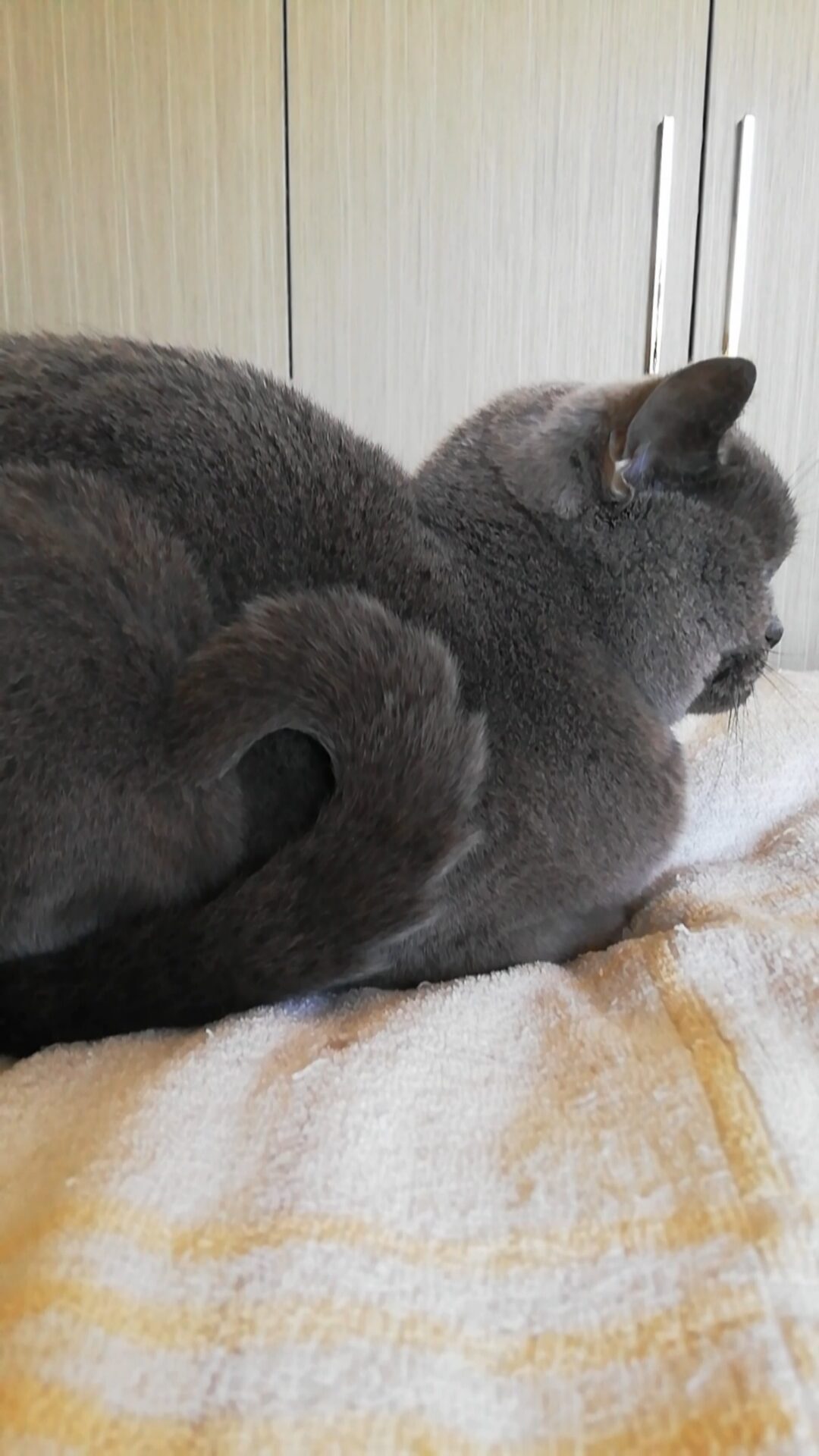 本日のMadam Dorothy “A casual photo of Madam Dorothy on Dec. 05, 2025. A Beautiful Circle”