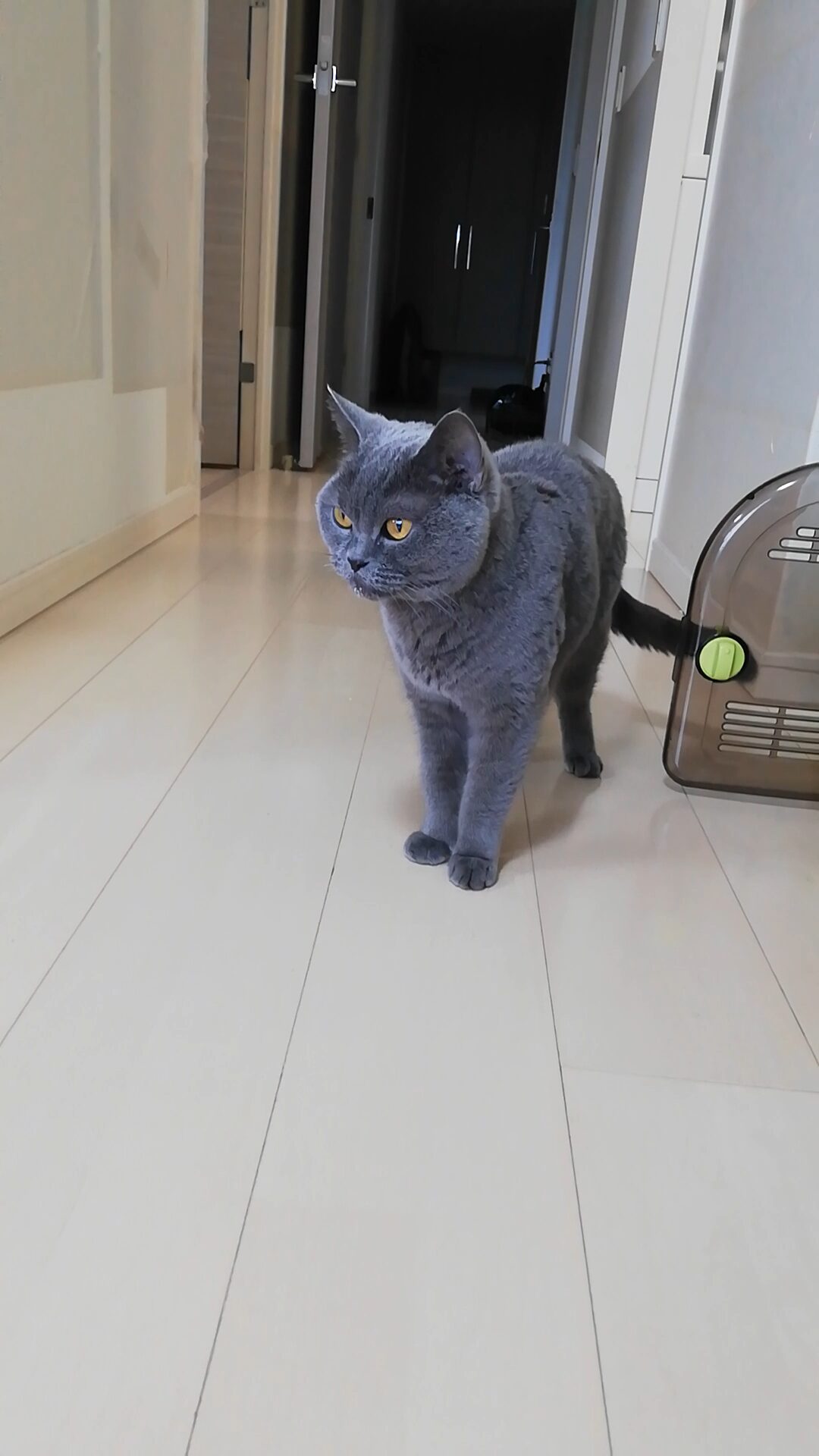 本日のMadam Dorothy “A casual photo of Madam Dorothy on Dec. 31, 2025. Well, What Shall I Do Next?”