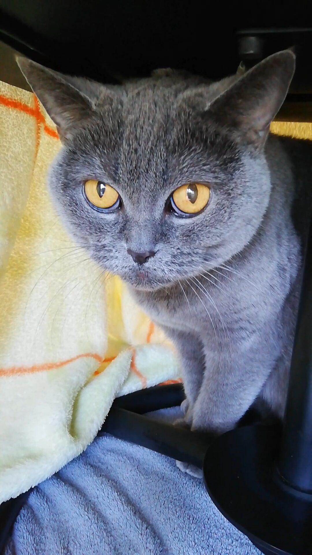 本日のMadam Dorothy “A casual photo of Madam Dorothy on Jan. 20, 2026. Ottoman”