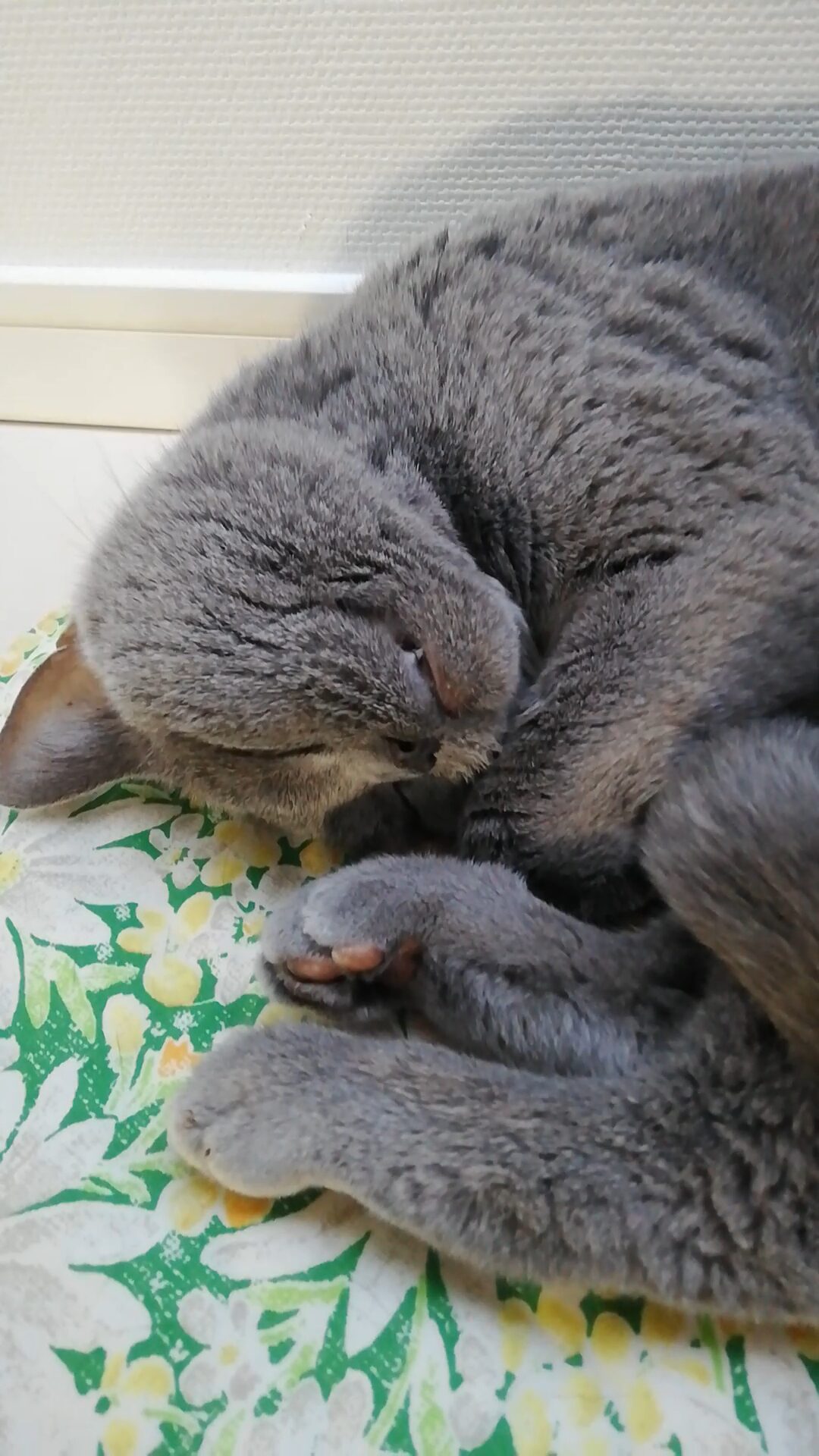 本日のMadam Dorothy “A casual photo of Madam Dorothy on Jan. 18, 2026. Curling Up”