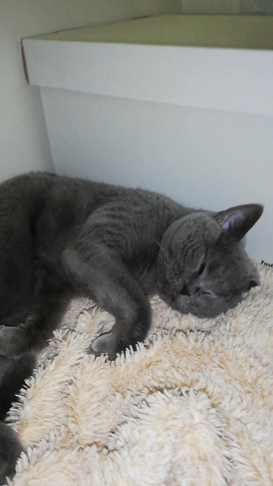 本日のMadam Dorothy “A casual photo of Madam Dorothy on Feb. 05, 2026. Forgotten Wildness”