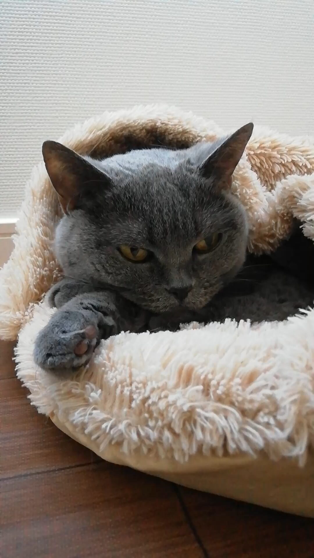 本日のMadam Dorothy “A casual photo of Madam Dorothy on Feb. 07, 2026. Thank God, She Is Not in a Bad Mood!”