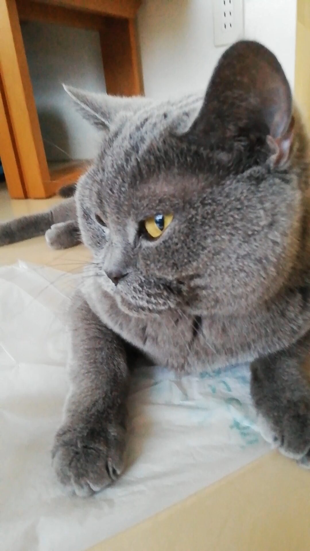 本日のMadam Dorothy “A casual photo of Madam Dorothy on Feb. 01, 2026. How Fluffy Her Cheeks Are!”